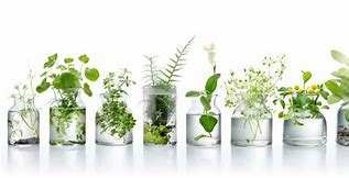 Natural Respiratory Relief with Dr. Reckeweg R8 & R9