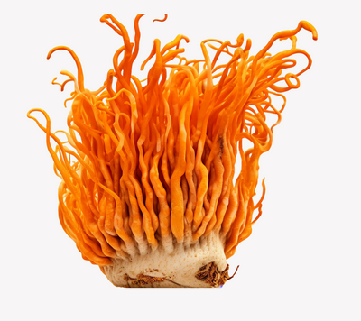 Discover the Power of Organic Cordyceps