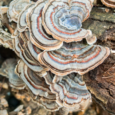 Meet the Mushroom: 100% Turkey Tail