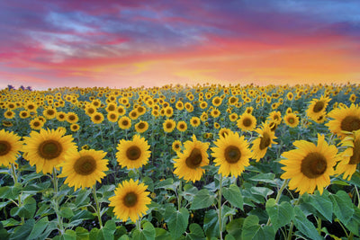 Hello August !