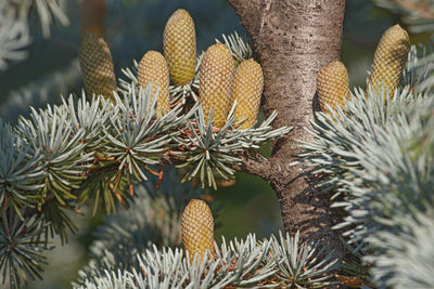 Amour Natural- Cedarwood Essential Oil