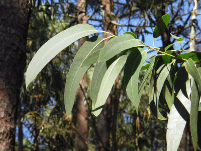 Amour Natural essential oil- Eucalyptus