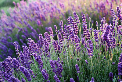 Amour Natural Essential Oil- Lavender 10ml