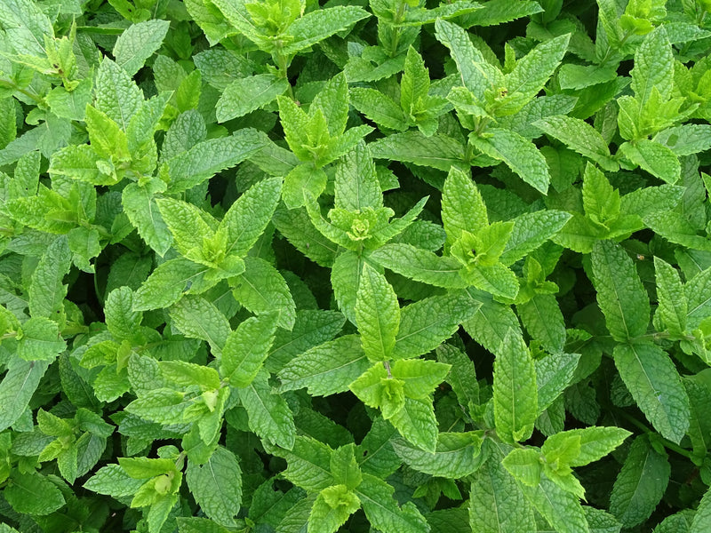 Amour Natural Essential Oil- Peppermint