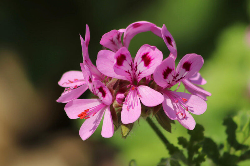 Amour Natural Essential Oil- Rose/Geranium