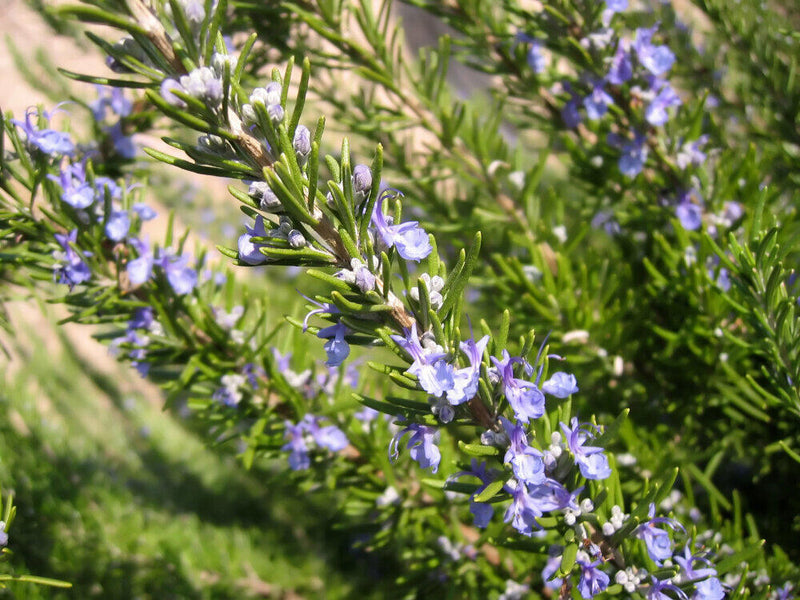 Amour Natural Essential Oil- Rosemary