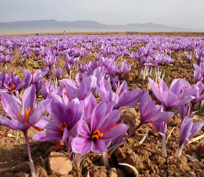 Field of purple saffron flowers with mountains in the background