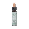 Ainsworth Chestnut Bud Bach Flower Remedy 10ml